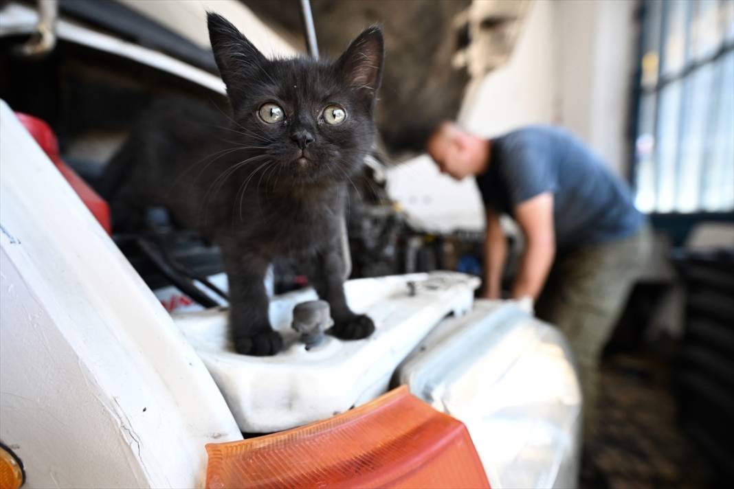 Tamirhanenin yeni Çırak'ı görenlerin yüzünü güldürüyor 3
